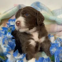 aussie doodles for sale